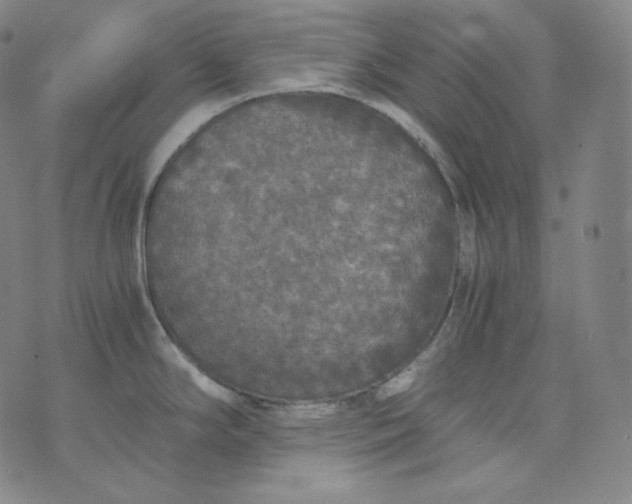 X0000076251294200610122156