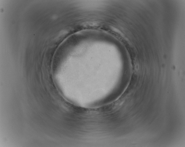 X0000076251297200610122155