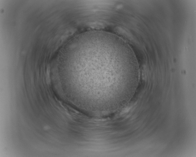 X0000076251298200610122155