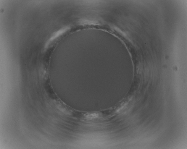 X0000076251303200610122155