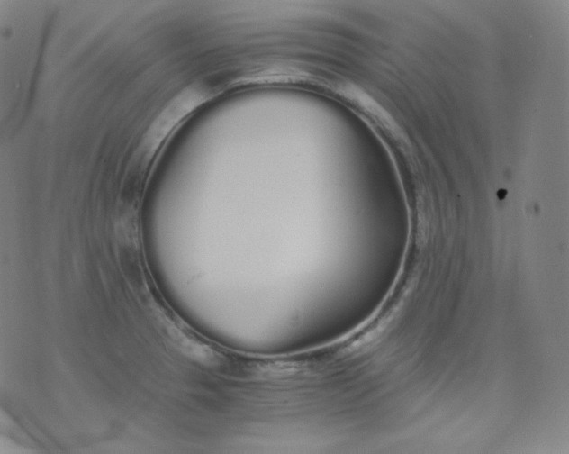 X0000076251329200610122155