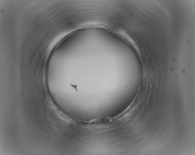 X0000076251336200610122156