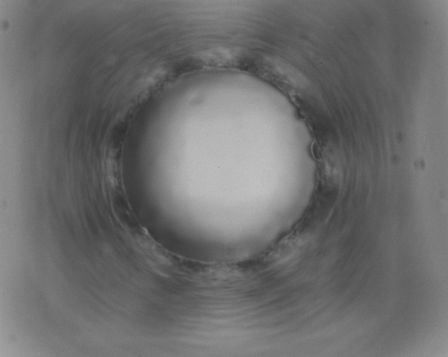 X0000076251346200610122155