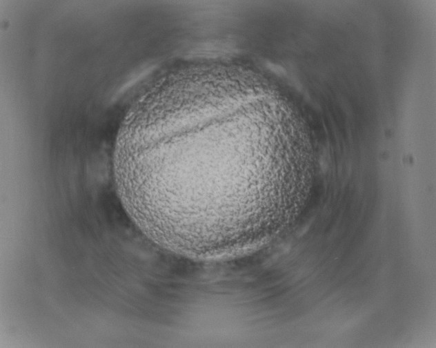 X0000076251350200610122155