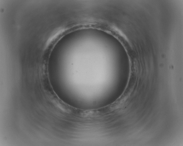 X0000076251352200610122155