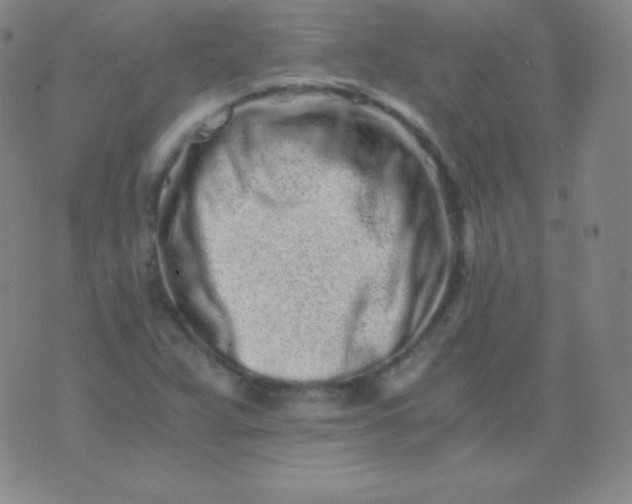 X0000076251359200610122155