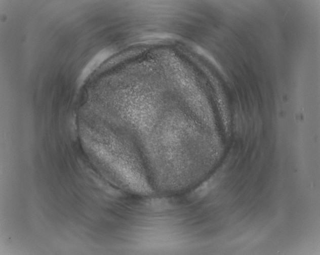 X0000076251362200610122155