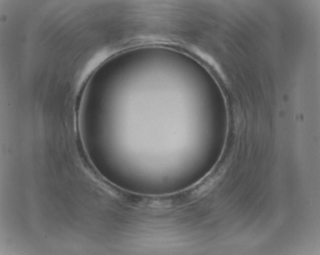 X0000076251365200610122155