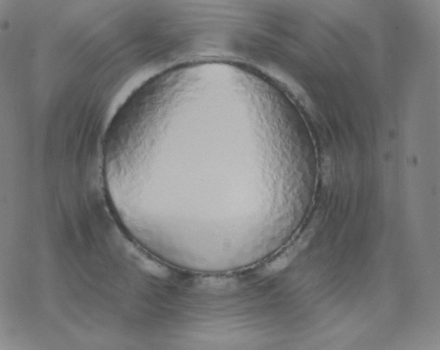 X0000076251374200610122154