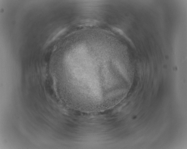 X0000076251399200610122154