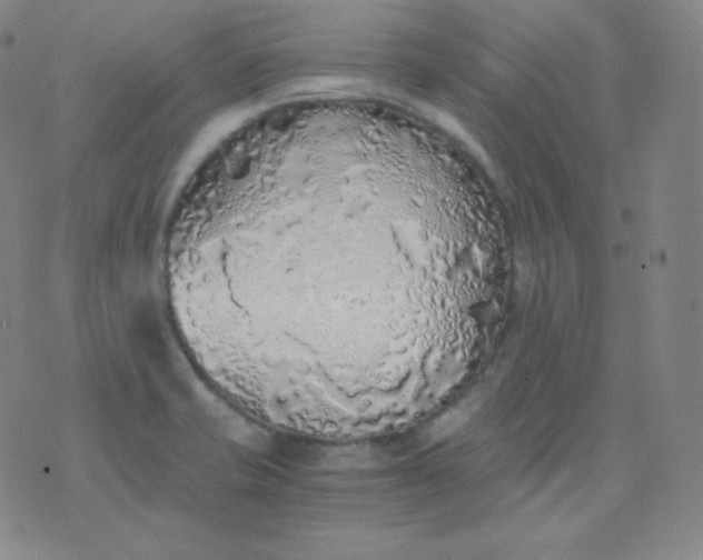 X0000076251421200610122154