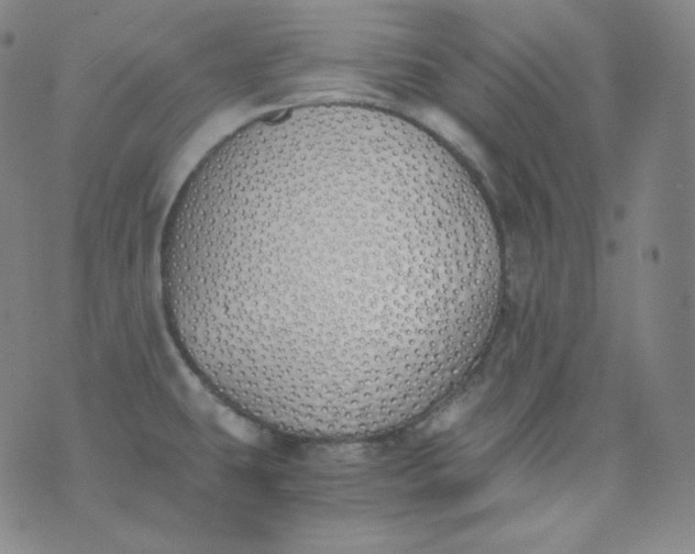 X0000076251431200610122154