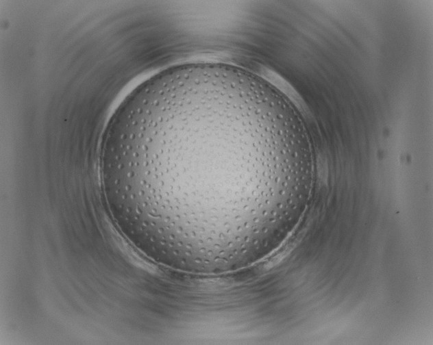 X0000076251436200610122154