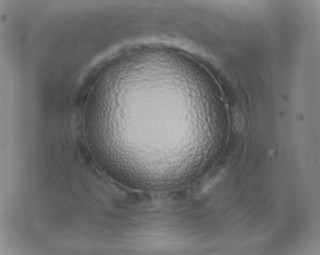 X0000076251494200610122152