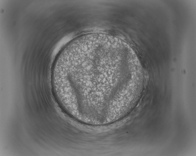 X0000076250006200610191700