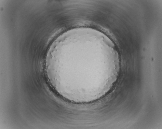 X0000076250010200610191700