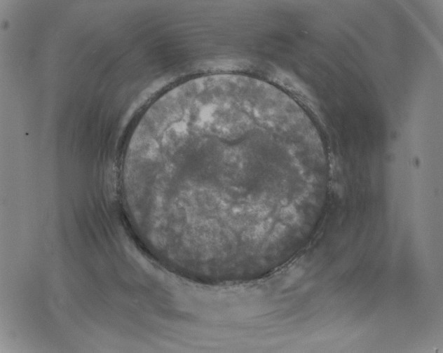 X0000076250012200610191700