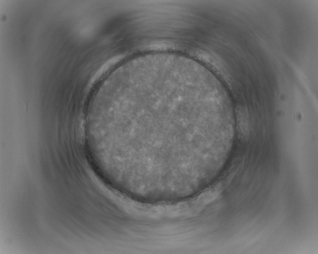 X0000076250016200610191700