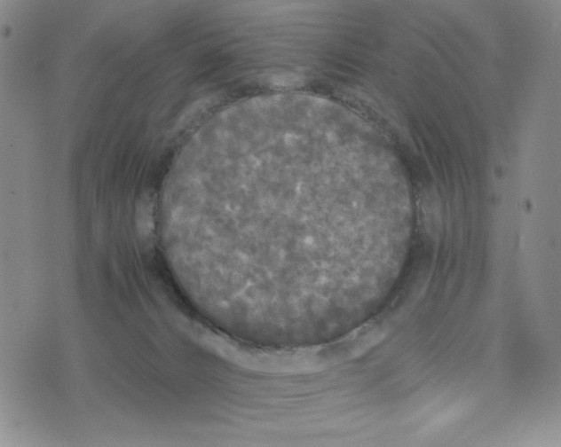 X0000076250032200610191700