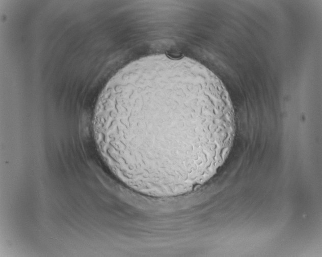 X0000076250038200610191700