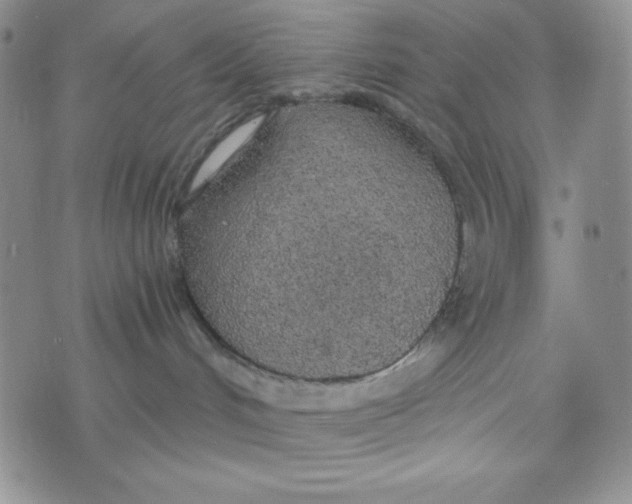 X0000076250048200610191700