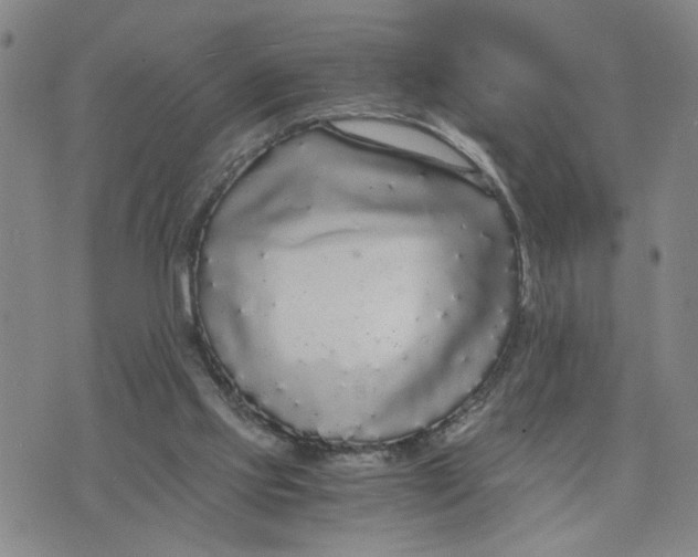 X0000076250061200610191659