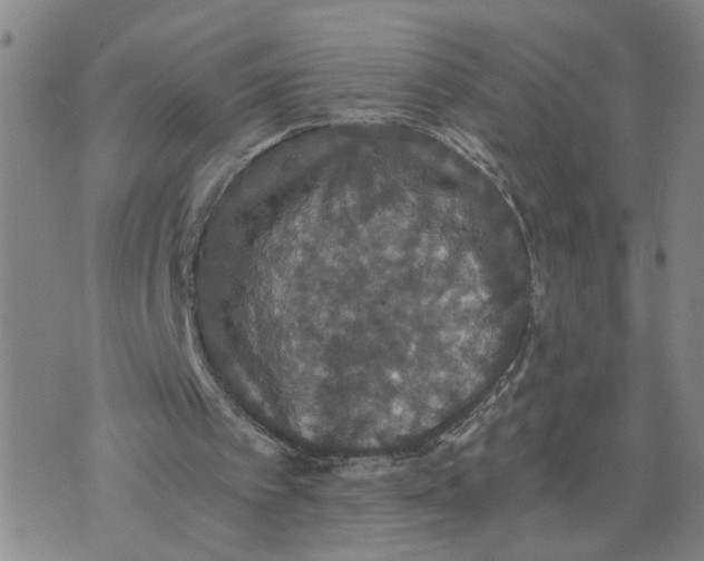 X0000076250097200610191659