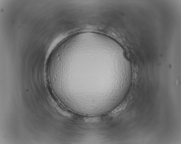 X0000076250102200610191659