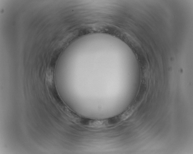 X0000076250129200610191658