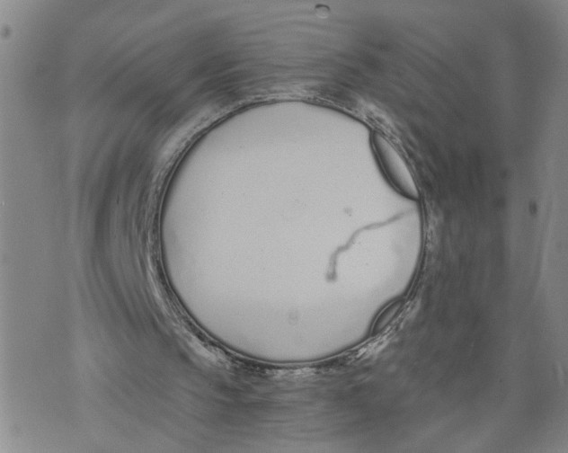 X0000076250145200610191657