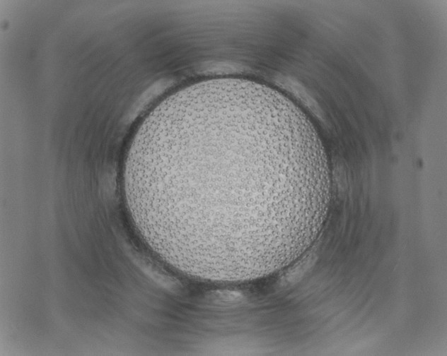 X0000076250159200610191657