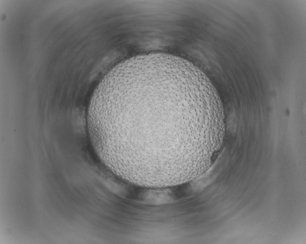 X0000076250179200610191658