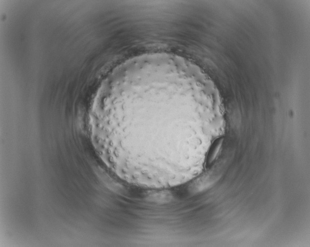 X0000076250185200610191658