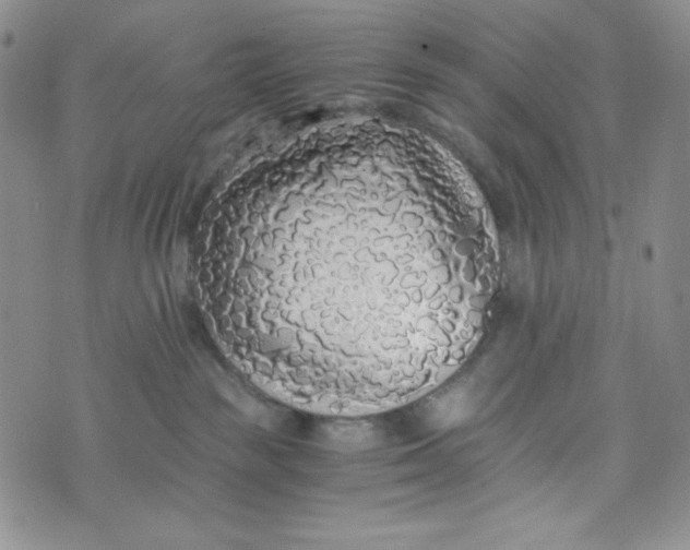 X0000076250189200610191658