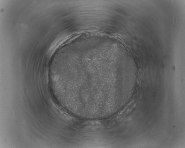 X0000076250194200610191657