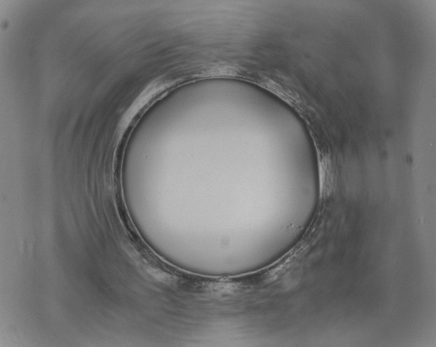 X0000076250195200610191657