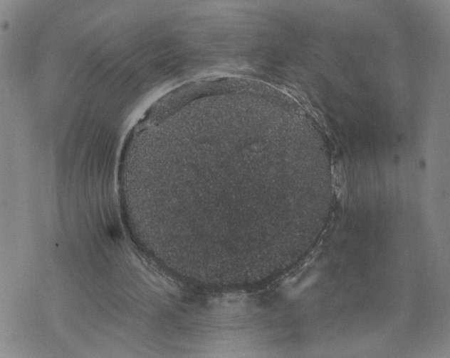 X0000076250196200610191657