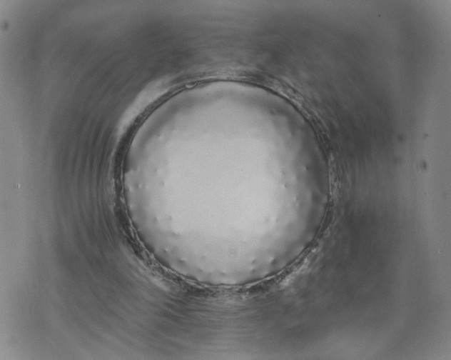 X0000076250198200610191657