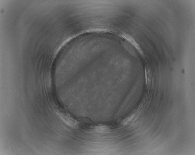 X0000076250204200610191657