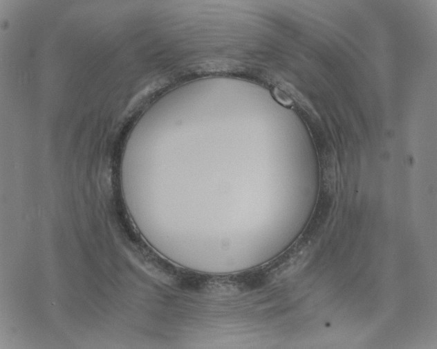 X0000076250207200610191657