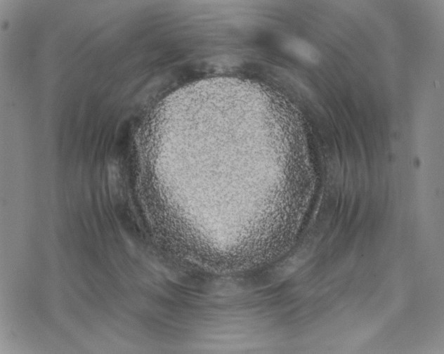 X0000076250222200610191657