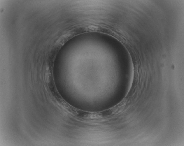 X0000076250223200610191657