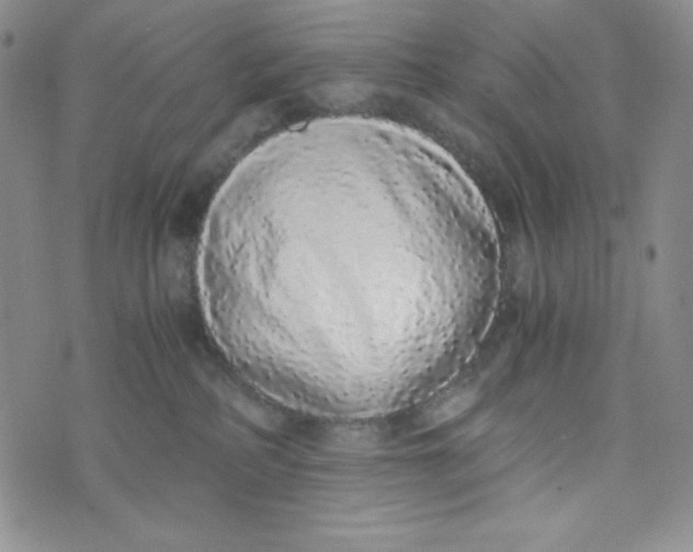 X0000076250234200610191656