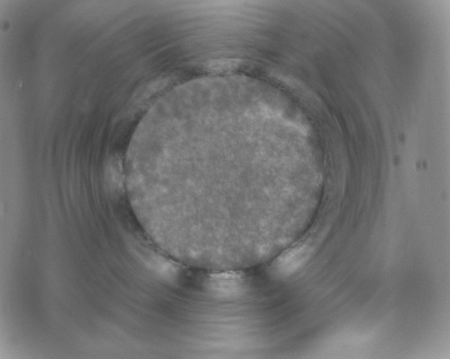 X0000076250240200610191656