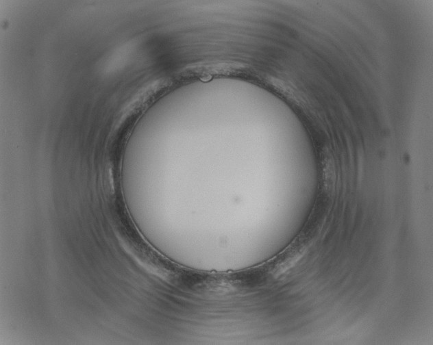 X0000076250254200610191656