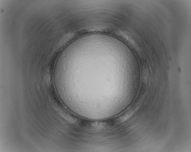 X0000076250261200610191656