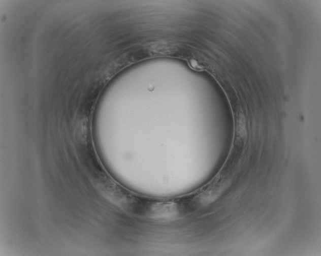 X0000076250271200610191656