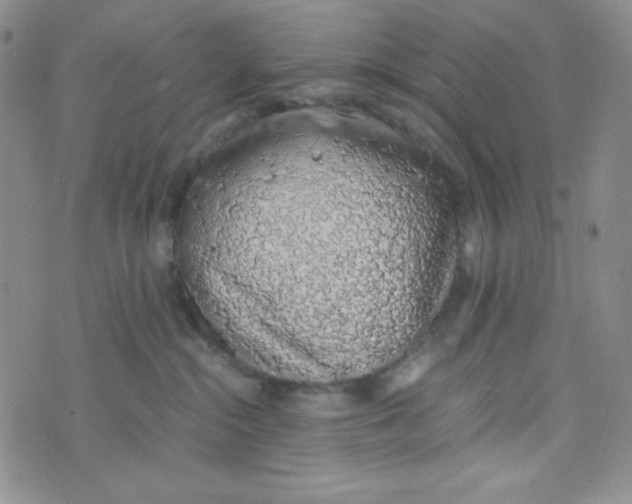 X0000076250284200610191656