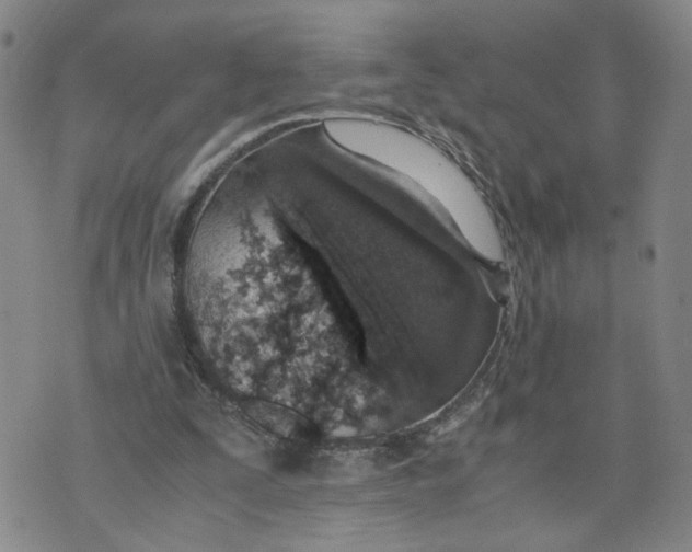 X0000076250295200610191656