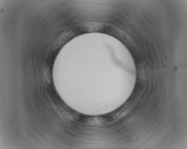 X0000076250316200610191655